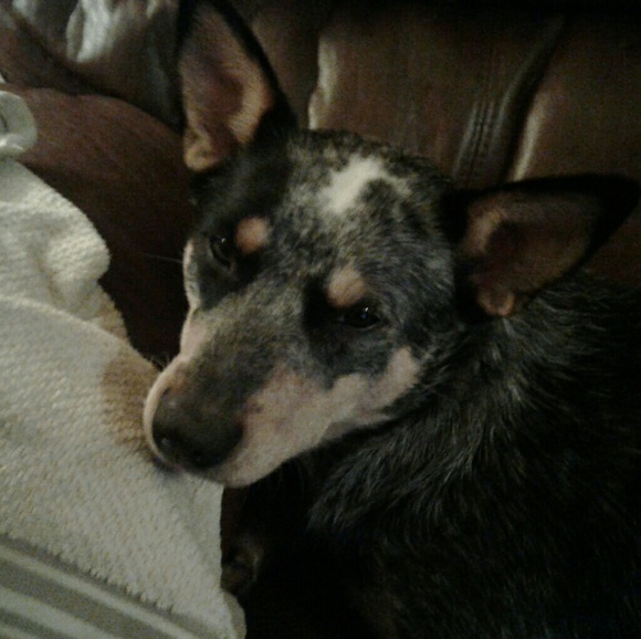 Meet your Posher, Sharon - Picture 2 of 6